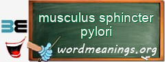 WordMeaning blackboard for musculus sphincter pylori